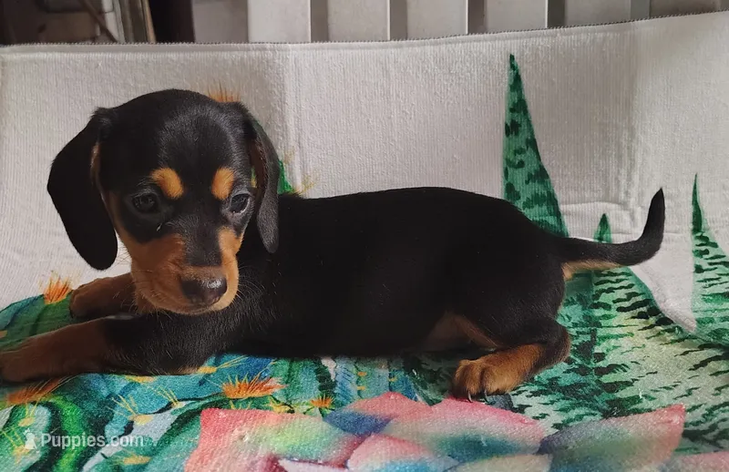Reeses – Miniature Dachshund puppy for sale in Homosassa, FL