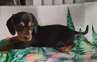 Reeses, a female Miniature Dachshund for sale in Homosassa, FL – 1 of 3