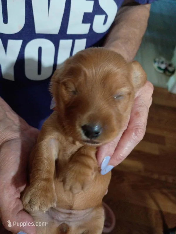 Hazel – Miniature Dachshund puppy for sale in Homosassa, FL
