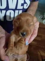 Hazel, a male Miniature Dachshund for sale in Homosassa, FL – Photo 1 of 5