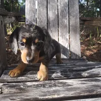 Rocky, a male Miniature Dachshund for sale in Homosassa, FL – 3 of 5