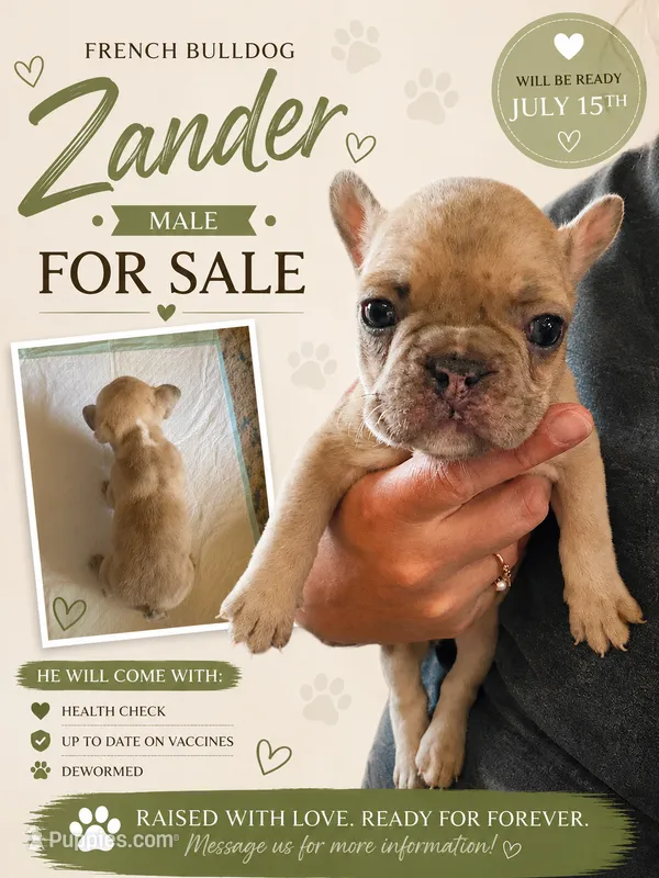 Zander – French Bulldog puppy for sale in Burns, OR