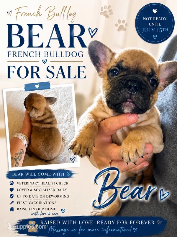 Bear – French Bulldog puppy for sale in Burns, OR