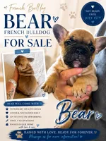 Bear, a male French Bulldog for sale in Burns, OR – 1 of 2
