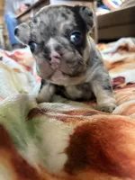 Goliath , a female French Bulldog for sale in Burns, OR – 4 of 5