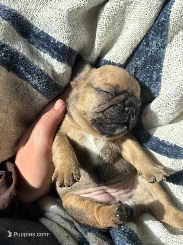 Bear – French Bulldog puppy for sale in Burns, OR