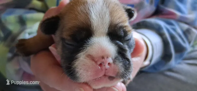 Spanky – French Bulldog puppy for sale in Burns, OR