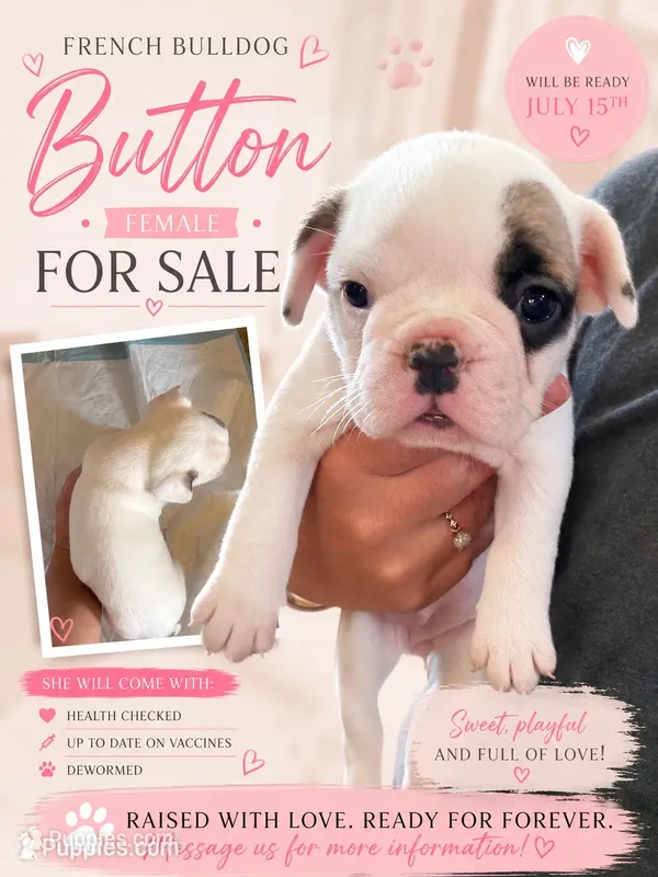 Button  – French Bulldog puppy for sale in Burns, OR