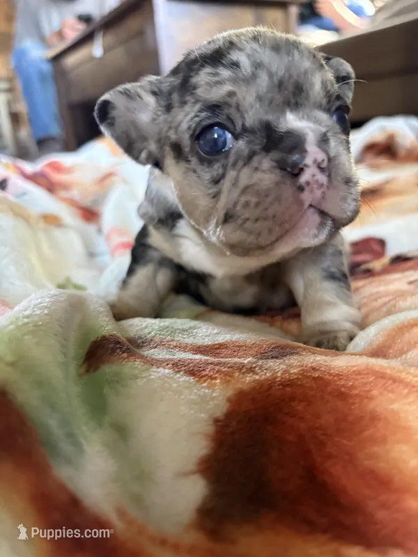 Goliath  – French Bulldog puppy for sale in Burns, OR