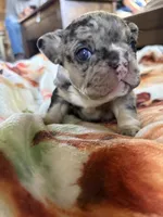 Goliath , a female French Bulldog for sale in Burns, OR – 1 of 5