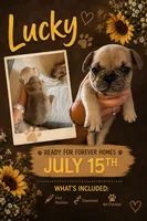 Lucky , a male French Bulldog for sale in Burns, OR – 3 of 4