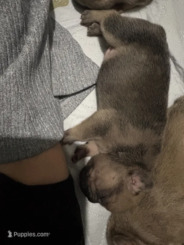 Brownie  – French Bulldog puppy for sale in Burns, OR