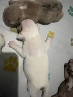 Button , a female French Bulldog for sale in Burns, OR – 2 of 2