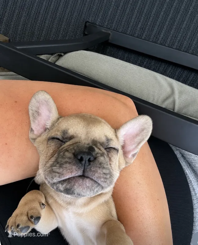 Lucky  – French Bulldog puppy for sale in Burns, OR