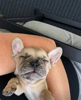 Lucky , a male French Bulldog for sale in Burns, OR – 1 of 4