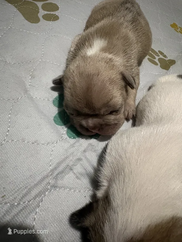 Zadie – French Bulldog puppy for sale in Burns, OR