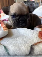 Bear, a female French Bulldog for sale in Burns, OR – 5 of 6