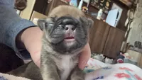 Bear, a female French Bulldog for sale in Burns, OR – 2 of 6