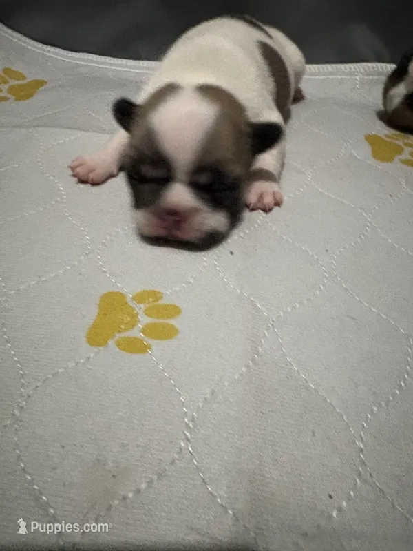 Murph  – French Bulldog puppy for sale in Burns, OR