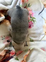 Bear, a female French Bulldog for sale in Burns, OR – 6 of 6