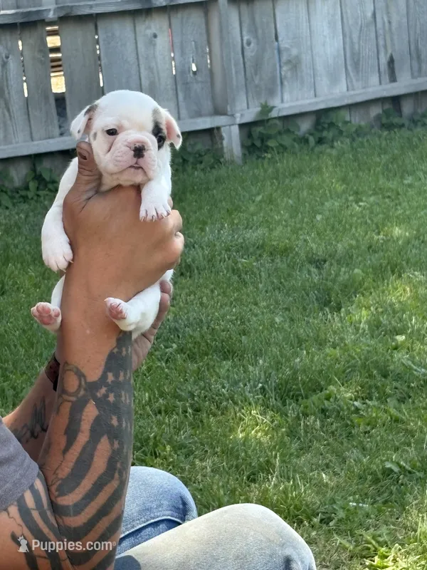 Button  – French Bulldog puppy for sale in Burns, OR