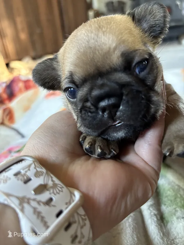 Bear – French Bulldog puppy for sale in Burns, OR