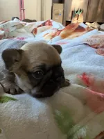 Bear, a female French Bulldog for sale in Burns, OR – 3 of 6