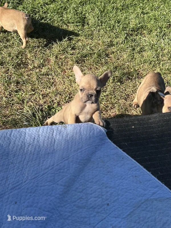 Zander – French Bulldog puppy for sale in Burns, OR