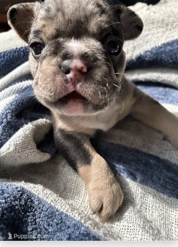 Goliath  – French Bulldog puppy for sale in Burns, OR