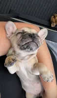 Lucky , a male French Bulldog for sale in Burns, OR – 2 of 4