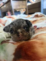 Goliath , a female French Bulldog for sale in Burns, OR – 5 of 5