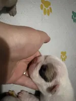 Button , a female French Bulldog for sale in Burns, OR – 1 of 2