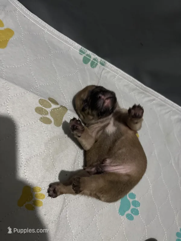 Spud – French Bulldog puppy for sale in Burns, OR