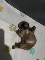 Spud, a male French Bulldog for sale in Burns, OR – 1 of 1