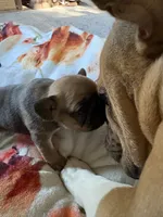 Bear, a female French Bulldog for sale in Burns, OR – 4 of 6