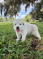 Ghost, a male Great Pyrenees for sale in Webster, FL – 2 of 3