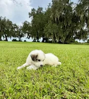 Green Boy, a male Great Pyrenees for sale in Webster, FL – 6 of 8