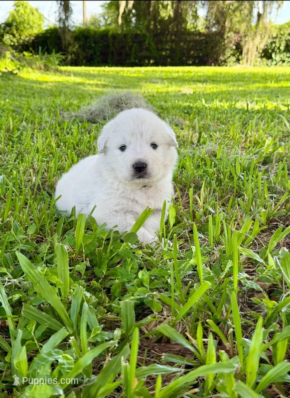 Yellow Boy – Great Pyrenees puppy for sale in Webster, FL