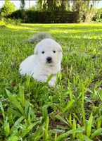 Yellow Boy, a male Great Pyrenees for sale in Webster, FL – 1 of 2