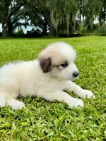 Purple Boy, a male Great Pyrenees for sale in Webster, FL – 3 of 9