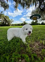 Ghost, a male Great Pyrenees for sale in Webster, FL – 3 of 3