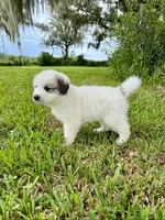 Blue Boy, a male Great Pyrenees for sale in Webster, FL – 2 of 9