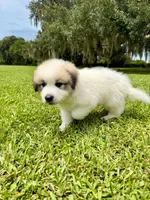 Purple Boy, a male Great Pyrenees for sale in Webster, FL – 8 of 9