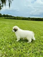 Orange Boy, a male Great Pyrenees for sale in Webster, FL – 6 of 10