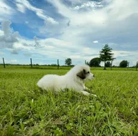 Green Boy, a male Great Pyrenees for sale in Webster, FL – 3 of 8