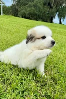 Orange Boy, a male Great Pyrenees for sale in Webster, FL – 3 of 10