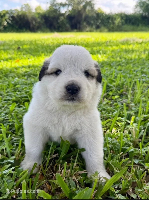Orange Boy – Great Pyrenees puppy for sale in Webster, FL