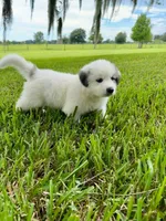 Blue Boy, a male Great Pyrenees for sale in Webster, FL – 8 of 9