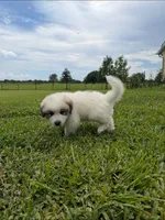 Purple Boy, a male Great Pyrenees for sale in Webster, FL – 9 of 9