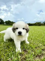 Green Boy, a male Great Pyrenees for sale in Webster, FL – 5 of 8